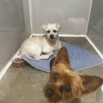Yorkshire Terrier Dogs Available for Adoption in Danville, Vermont - Princess | PetCurious