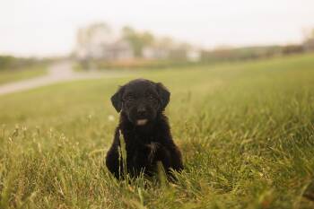 Goldendoodle and Mixed Breed Dogs Available for Adoption in Gradyville, Kentucky - Anna - Transport | PetCurious