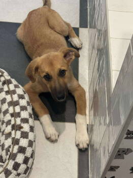 Rescue German Shepherd Dog Dogs for Adoption - Coach | PetCurious