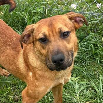 Shepherd and Terrier Dogs Available for Adoption in Bloomfield, Connecticut - CJ | PetCurious