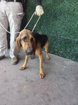 61326384 -  Bloodhound and Mixed Breed Dog for Adoption in El Paso, Texas - 61326384 | PetCurious
