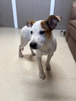 Orchard -  Jack Russell Terrier and Mixed Breed Dog for Adoption in Fayetteville, Tennessee - Orchard | PetCurious