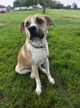 Rescue Pit Bull Terrier and Labrador Retriever Dogs for Adoption in Los Angeles, California - Match | PetCurious