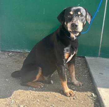 Mixed Breed Dogs Available for Adoption - THEO | PetCurious