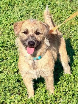 Tiller -  Wirehaired Terrier and Mixed Breed Dog for Adoption in Cape Coral, Florida - Tiller | PetCurious