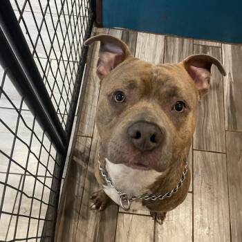 Boxer and American Bulldog Dogs Available for Adoption in West Des Moines, Iowa - Axis | PetCurious