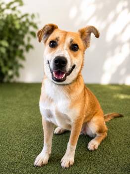 Casper (Family Friendly, Dog Friendly, Perfect Dog) -  Jack Russell Terrier and Shepherd Dog for Adoption in Houston, Texas - Casper (Family Friendly, Dog Friendly, Perfect Dog) | PetCurious