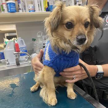 Cappy -  Chihuahua and Mixed Breed Dog for Adoption in Westminster, California - Cappy | PetCurious