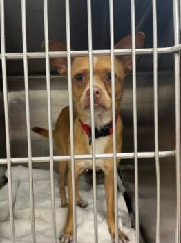 JUDGE JOE -  Mixed Breed Dog Available for Adoption in West Palm Beach, Florida - JUDGE JOE | PetCurious