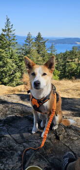 Rescue Jindo and Collie Dogs for Adoption in Woodland, California - Nara | PetCurious