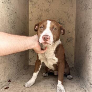 Cardigan Welsh Corgi and Mixed Breed Dogs Available for Adoption - DJ Khalid | PetCurious