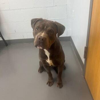 Andre -  Pit Bull Terrier and Mixed Breed Dog for Adoption in Roanoke, Virginia - Andre | PetCurious