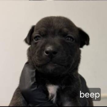 Beep -  Pit Bull Terrier and Chihuahua Dog for Adoption in Oceanside, California - Beep | PetCurious