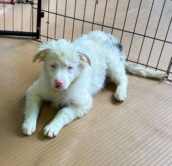 MURRAY -  Australian Shepherd and Aussiedoodle Dog for Adoption in Elyria, Ohio - MURRAY | PetCurious