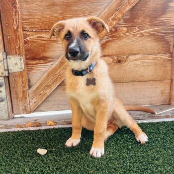 Rescue Shepherd Dogs for Adoption in Jackson, Wyoming - Gouda | PetCurious