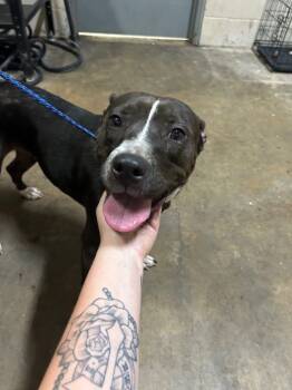 Rescue American Staffordshire Terrier Dogs for Adoption in Hot Springs, Arkansas - Roxy | PetCurious