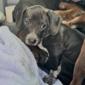 Mixed Breed Dogs Available for Adoption in Columbiana, Alabama - Vanta | PetCurious