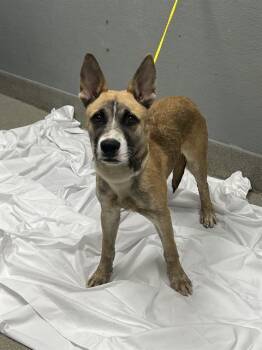 TUG TUG -  German Shepherd Dog and Mixed Breed Dog for Adoption in Las Vegas, Nevada - TUG TUG | PetCurious