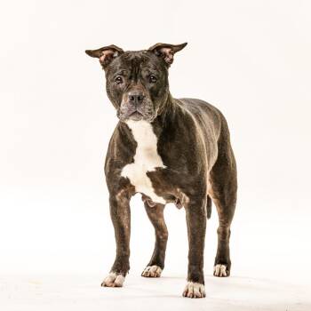Pit Bull Terrier Dogs Available for Adoption in Reno, Nevada - Bertha | PetCurious