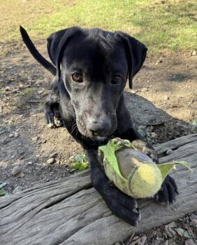 Conner -  Black Labrador Retriever Dog for Adoption in Junction City, Kentucky - Conner | PetCurious