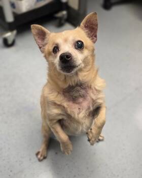 Chihuahua and Mixed Breed Dogs Available for Adoption in Westland, Michigan - Stuffed Crust | PetCurious