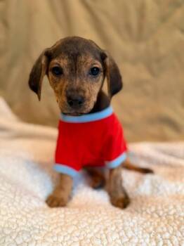 Tribe -  Mixed Breed Dog for Adoption in Dunmore, Pennsylvania - Tribe | PetCurious
