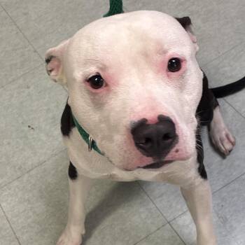 Pepperoni roll -  Mixed Breed Dog for Adoption in Philadelphia, Pennsylvania - Pepperoni Roll | PetCurious