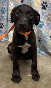 Labrador Retriever and Mixed Breed Dogs Available for Adoption in Rosenberg, Texas - JAVA | PetCurious