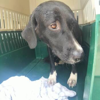 Alder -  Mixed Breed Dog for Adoption - Alder | PetCurious