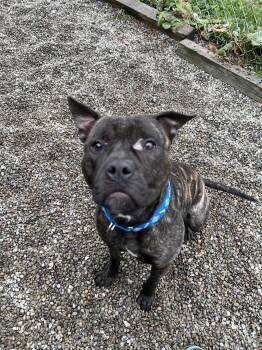 Rescue Mixed Breed Dogs for Adoption in Elmira, New York - Tyson | PetCurious