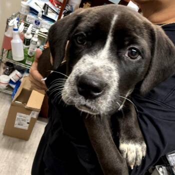 American Staffordshire Terrier and Great Pyrenees Dogs Available for Adoption in Waldorf, Maryland - Po | PetCurious