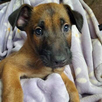 Shepherd Dogs Available for Adoption in Kettering, Ohio - Hawthorne - Pre Approval | PetCurious