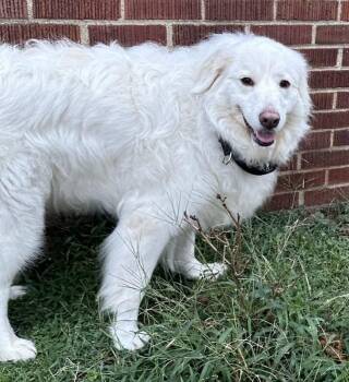 luna -  Great Pyrenees Dog for Adoption in Pittsburgh, Pennsylvania - Luna | PetCurious