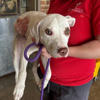 Lucas -  Pit Bull Terrier Dog for Adoption in Birmingham, Alabama - Lucas | PetCurious