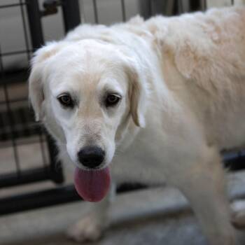 Pearl (JN26-43) -  Golden Retriever Dog for Adoption in Peyton, Colorado - Pearl (JN26-43) | PetCurious