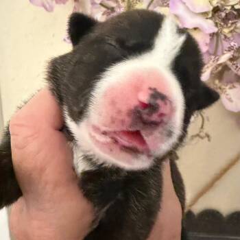 Emma -  Pit Bull Terrier and Mixed Breed Dog for Adoption in Sacramento, California - Emma | PetCurious