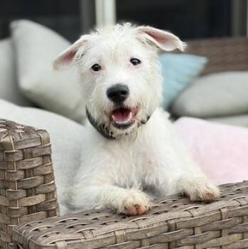 Nova -  Terrier Dog for Adoption in Richland, Michigan - Nova | PetCurious