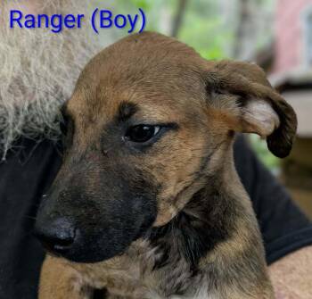 LLP Trixie : Ranger -  Retriever and Shepherd Dog for Adoption in Aurora, Indiana - LLP Trixie : Ranger | PetCurious