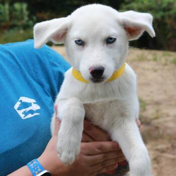 CT Fusilli -  Shepherd and Husky Dog for Adoption in Stormville, New York - CT Fusilli | PetCurious