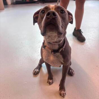 Twister Stray Hold 9/7 -  Mixed Breed Dog for Adoption in Huntington, West Virginia - Twister Stray Hold 9/7 | PetCurious