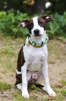 Kelly in NH. Come Meet our Adoptable Dogs Wednesday-Saturday. Mo -  Labrador Retriever Dog for Adoption in Manchester, New Hampshire - Kelly In NH. Come Meet Our Adoptable Dogs Wednesday-Saturday. Mo | PetCurious