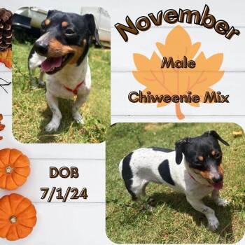 November -  Chiweenie Dog for Adoption in Caldwell, Texas - November | PetCurious