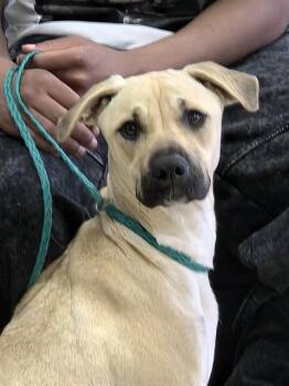 Black Mouth Cur Dogs Available for Adoption - SYDNEY | PetCurious