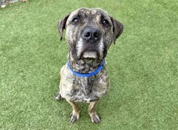 Pit Bull Terrier Dogs Available for Adoption in Brentwood, Missouri - HUNTER | PetCurious