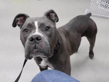 CHAOS -  Boxer and Mixed Breed Dog for Adoption in Omaha, Nebraska - CHAOS | PetCurious