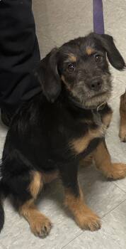Terrier Dogs Available for Adoption in Fort Worth, Texas - Serenity | PetCurious