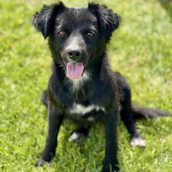 61687668 -  Chihuahua and Australian Shepherd Dog for Adoption in Elko, Nevada - 61687668 | PetCurious