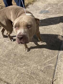 RIVER -  Mixed Breed Dog for Adoption in Dallas, Texas - RIVER | PetCurious