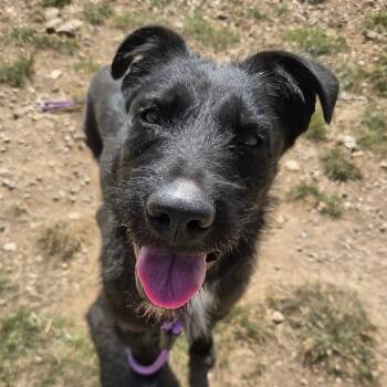 Banjo -  Mixed Breed Dog for Adoption in Park City, Utah - Banjo | PetCurious