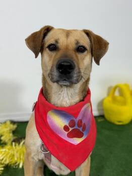 German Shepherd Dog and Black Mouth Cur Dogs Available for Adoption in Carlsbad, California - Jessie-One Of Our Amazing Rescue Dogs | PetCurious